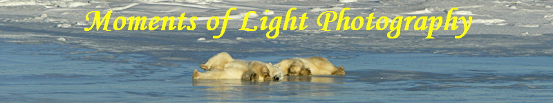 Moments of Light Photography