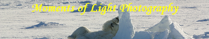 Moments of Light Photography