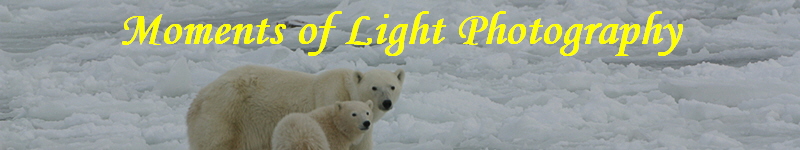 Moments of Light Photography