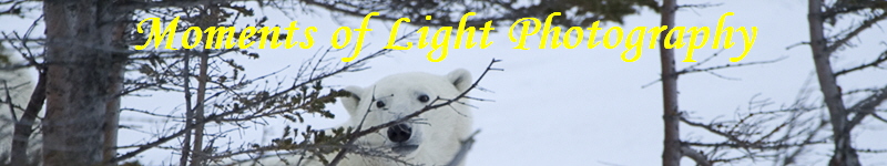 Moments of Light Photography