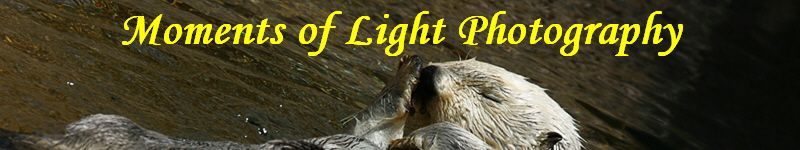 Moments of Light Photography