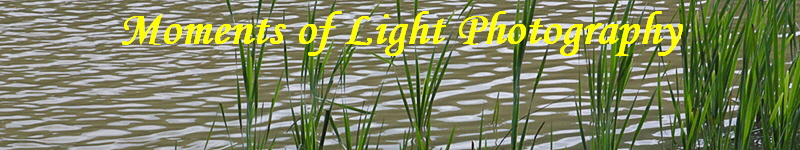 Moments of Light Photography