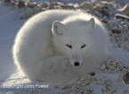 Arctic Fox 