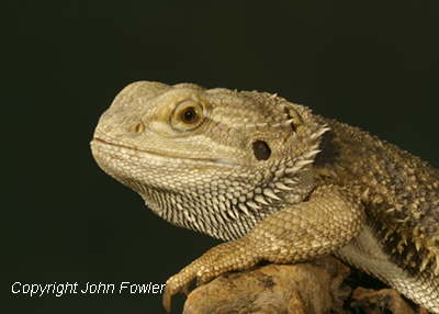 Bearded Dragon