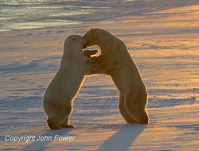 Boxing at Sunset