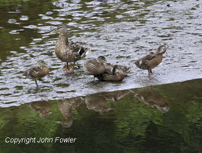 Gig Harbor Ducks