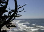 Cape Disappointment Shore