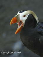 Tufted Puffin