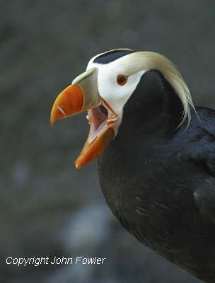 Tufted Puffin